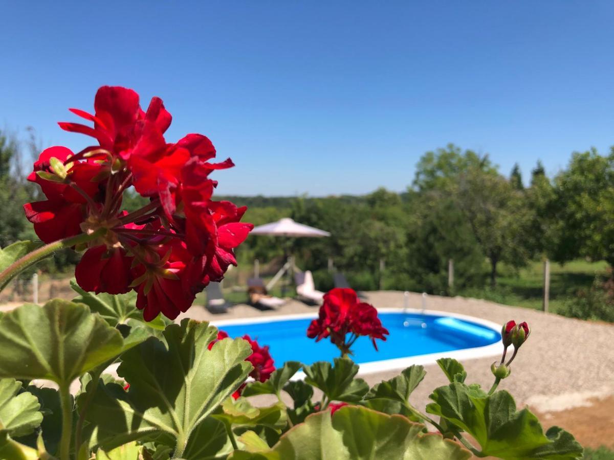 Fruska Pool House Villa Sremska Kamenica Eksteriør bilde